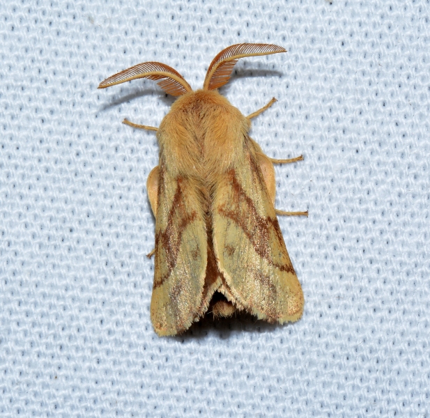 Malacosoma castrense